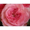 Garden Roses - Marietheresia